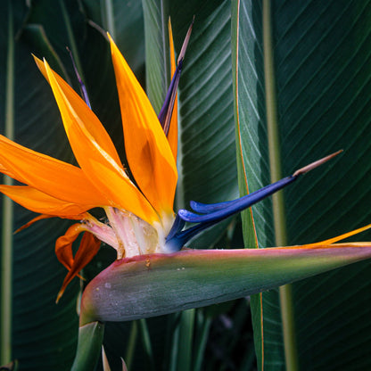 Strelitzia Reginae, Bird of Paradise - Coloured - The Flower Crate