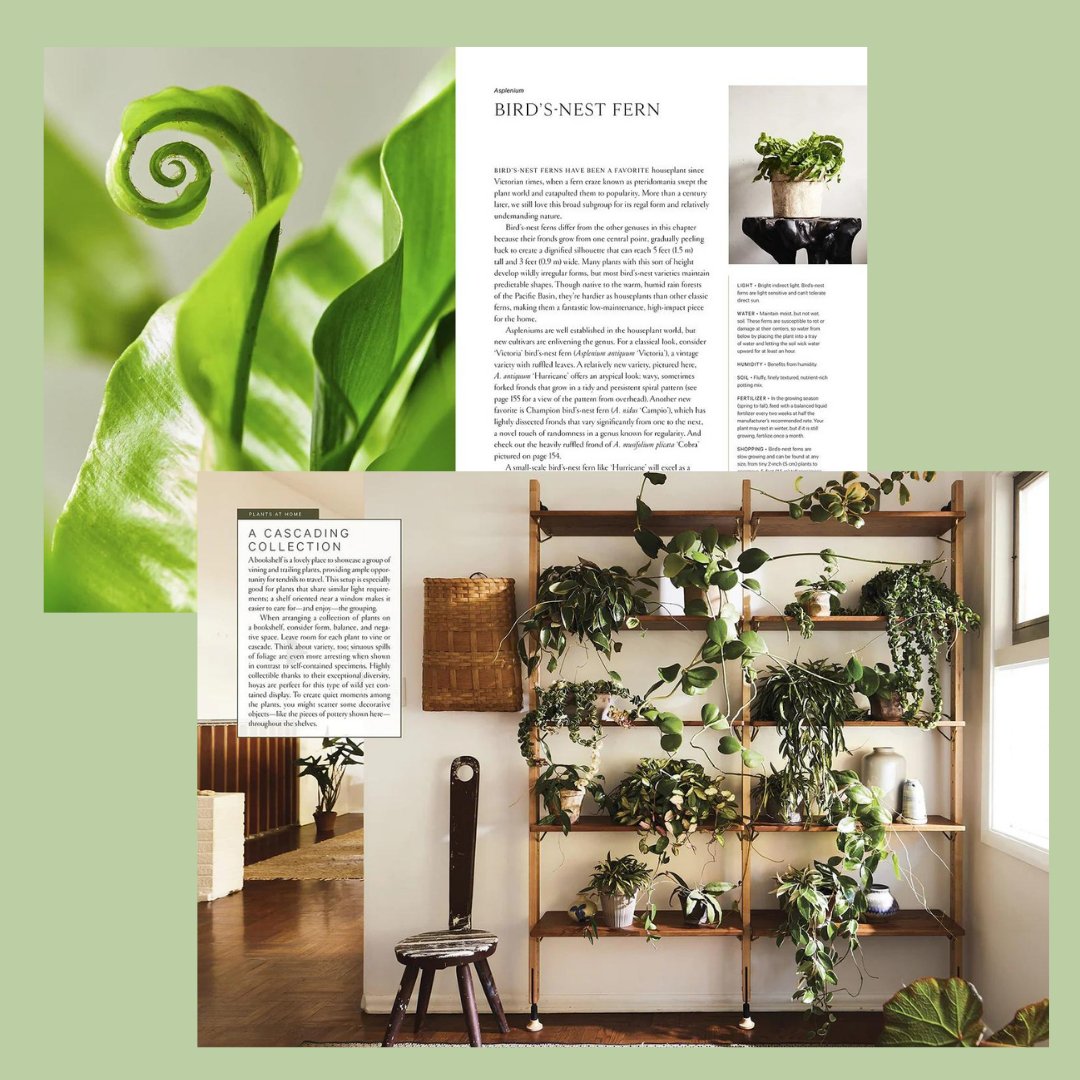 Terrain - The House Plant Book - The Flower Crate