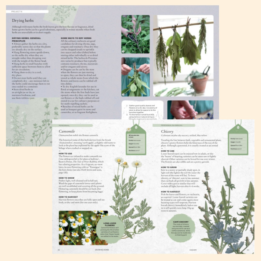 The Kew Gardener’s Guide To Growing Herbs - The Flower Crate