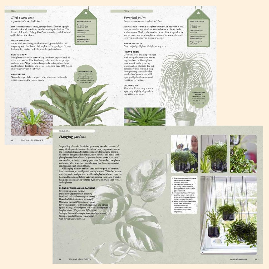 The Kew Gardener’s Guide To Growing House Plants - The Flower Crate