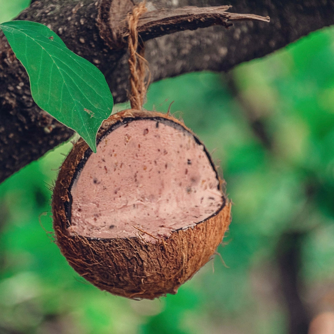 Top Flite - Wild Bird Coconut Feeder, Bug and Berry - The Flower Crate