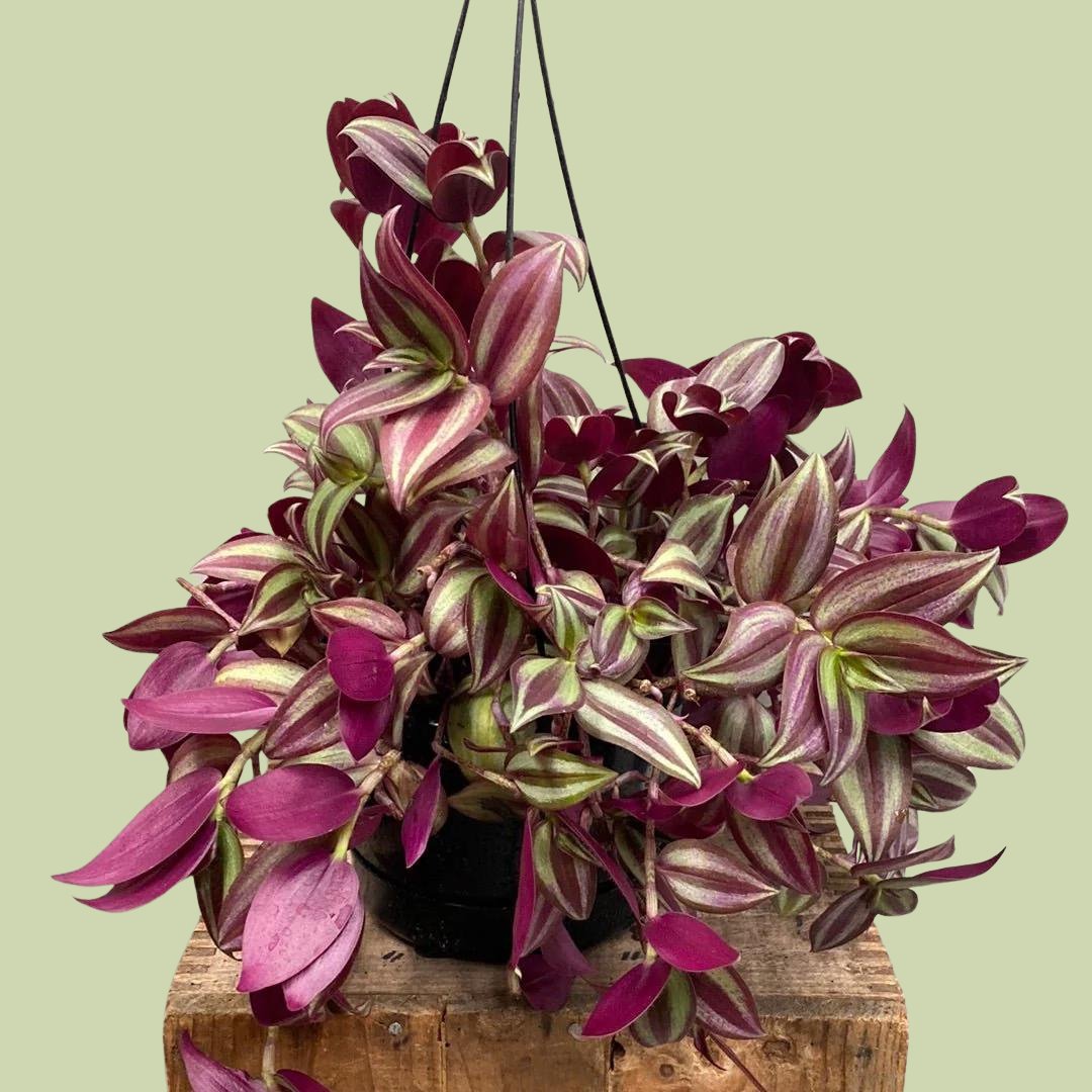 Tradescantia Zebrina - The Flower Crate