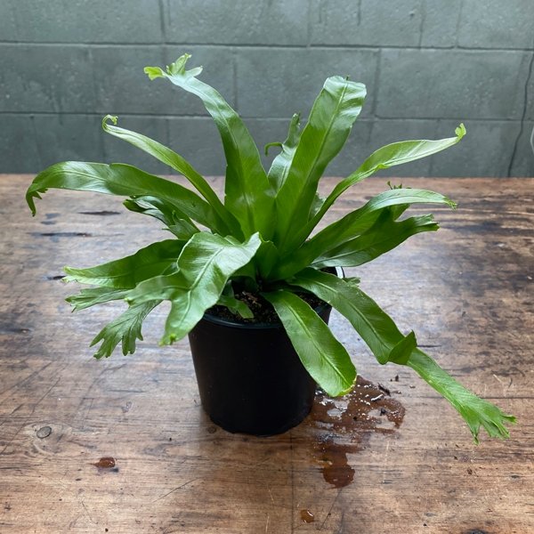 Asplenium Antiquum Crissie - Crested Japanese Bird's Nest Fern - The ...