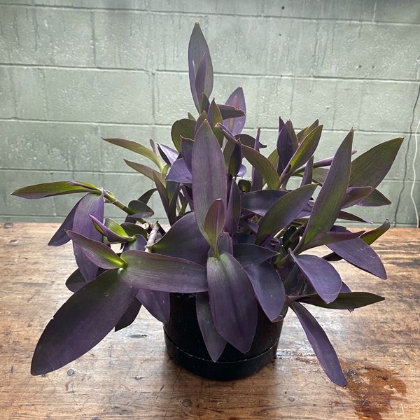 Tradescantia