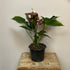 Anthurium Sempre - The Flower Crate