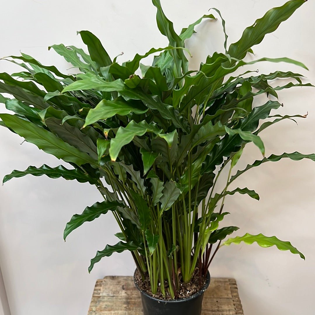 Calathea Bluegrass - The Flower Crate