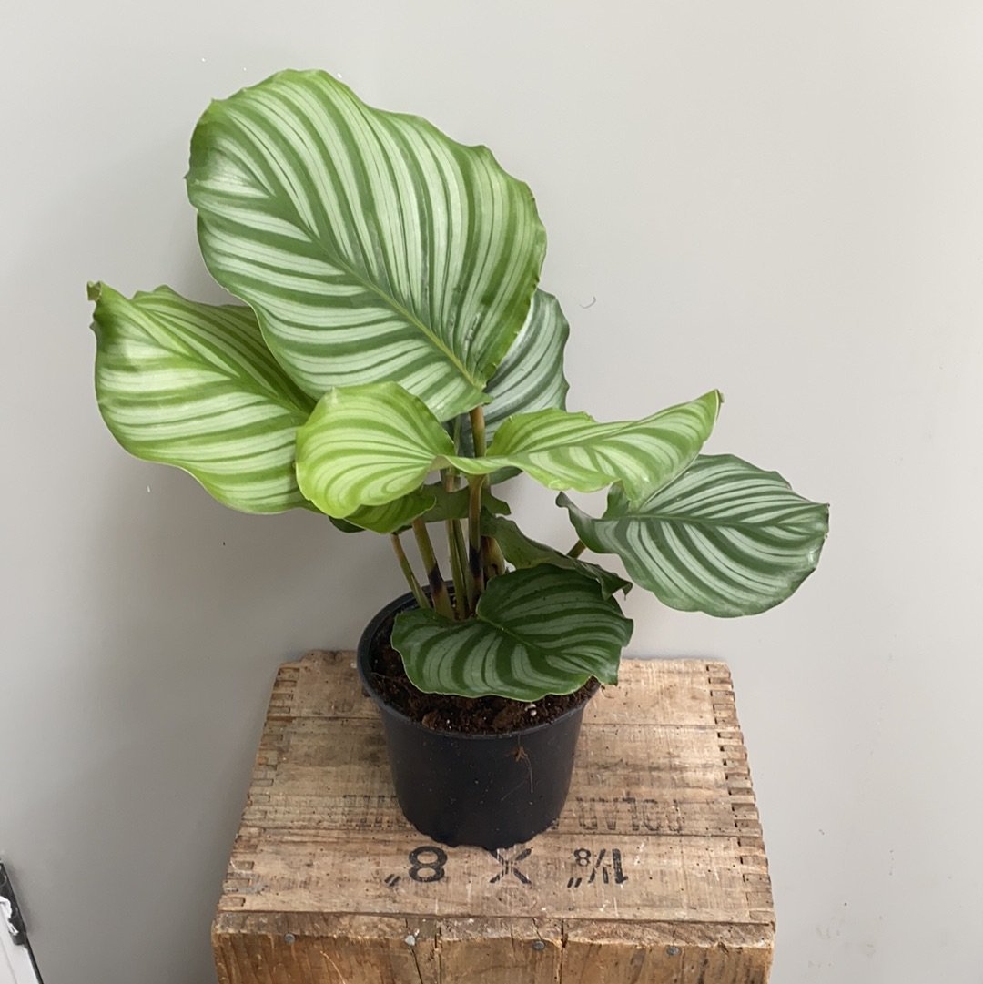 Calathea Orbifolia - The Flower Crate