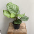 Calathea Orbifolia - The Flower Crate