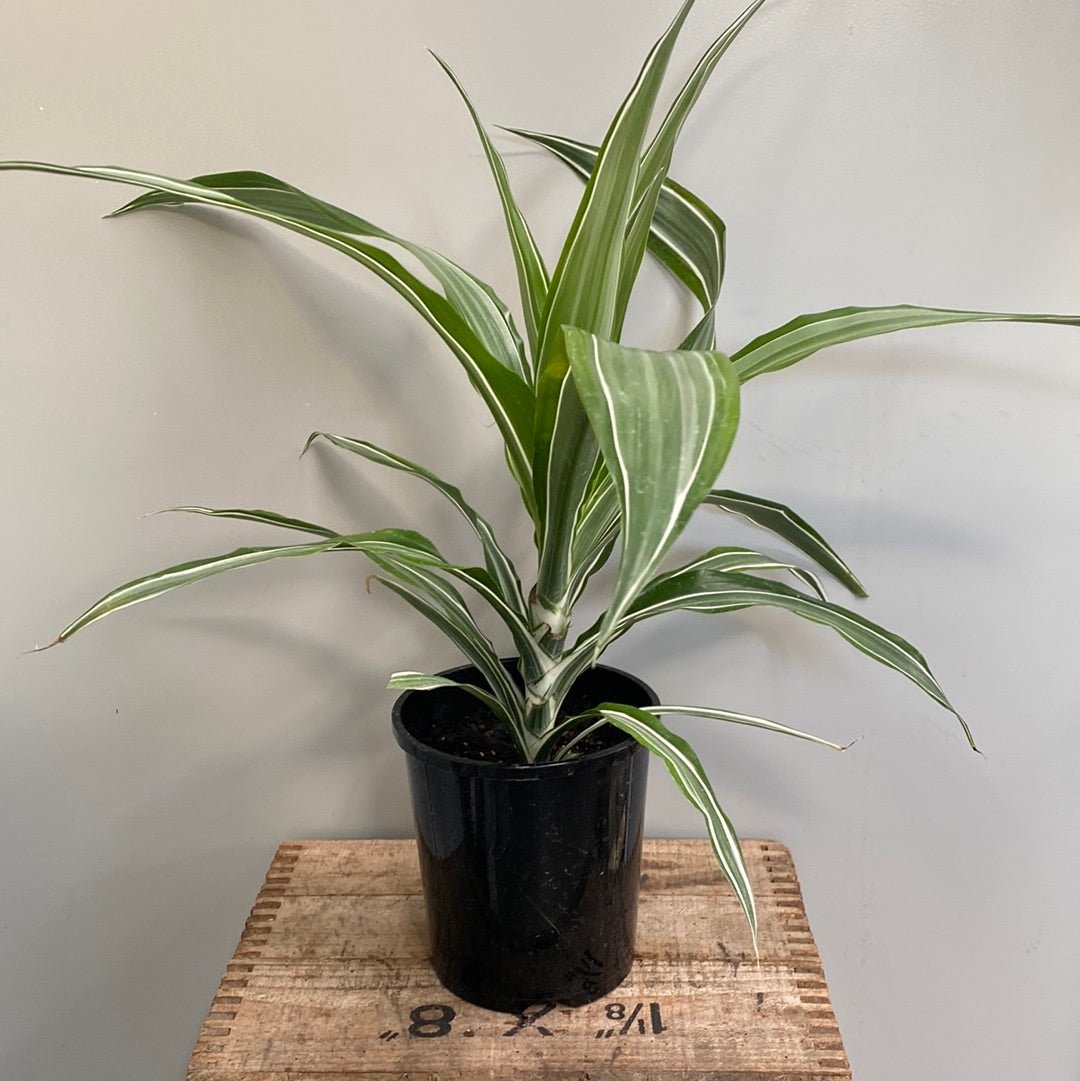 Dracaena Deremensis - The Flower Crate