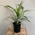 Dracaena Deremensis - The Flower Crate