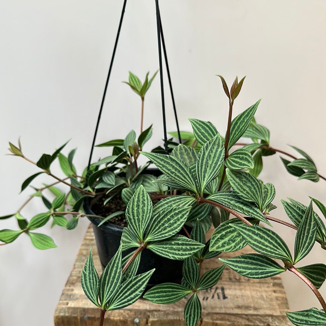 Peperomia Puteolata - Parallel Peperomia - The Flower Crate