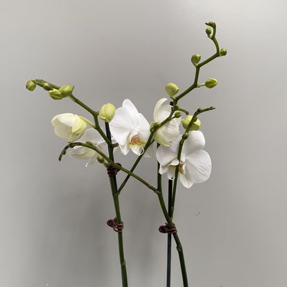 Phalaenopsis Orchid Double White - The Flower Crate