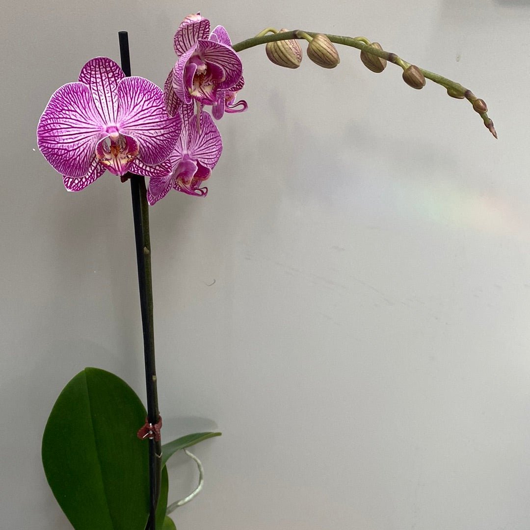 Phalaenopsis Orchid Single - The Flower Crate
