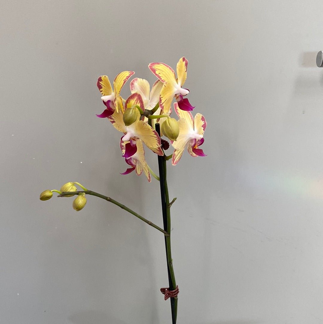 Phalaenopsis Orchid Single - The Flower Crate