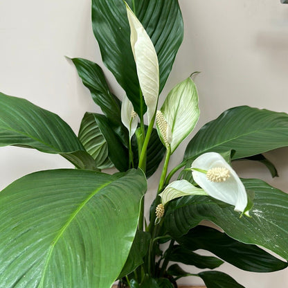 Silvana Spathyphyllum ( Peace Lily) - The Flower Crate