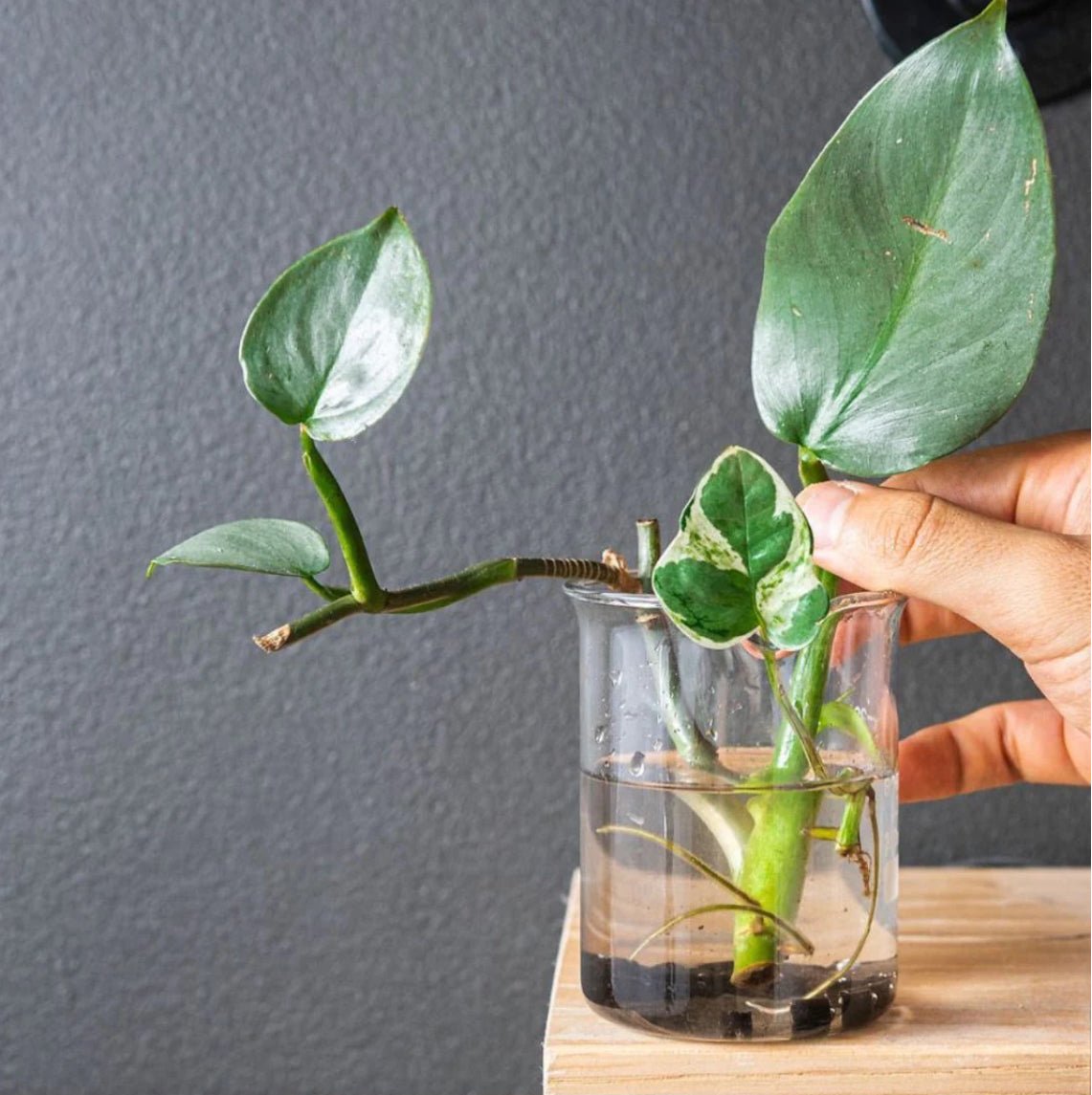 Slow Release Plant Food Pellets - The Flower Crate